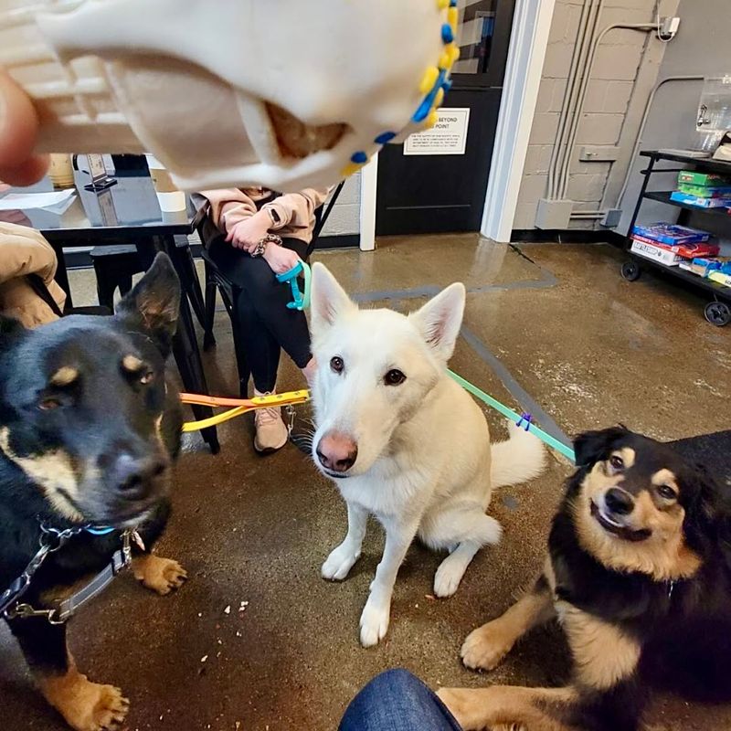 The BarkEasy Zone That Changes Everything The BarkEasy Zone That Changes Everything