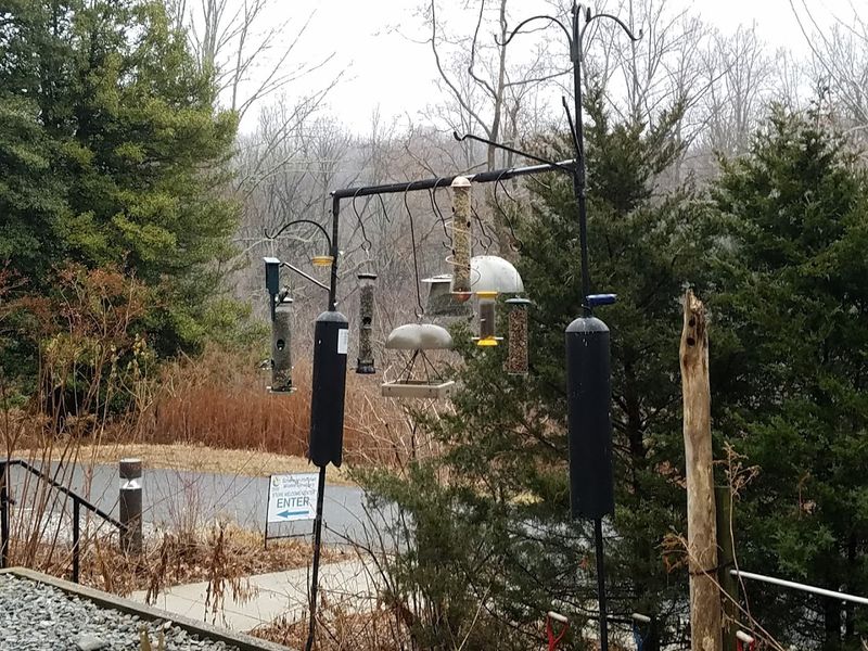 The Bird Feeding Station That Stops People Cold