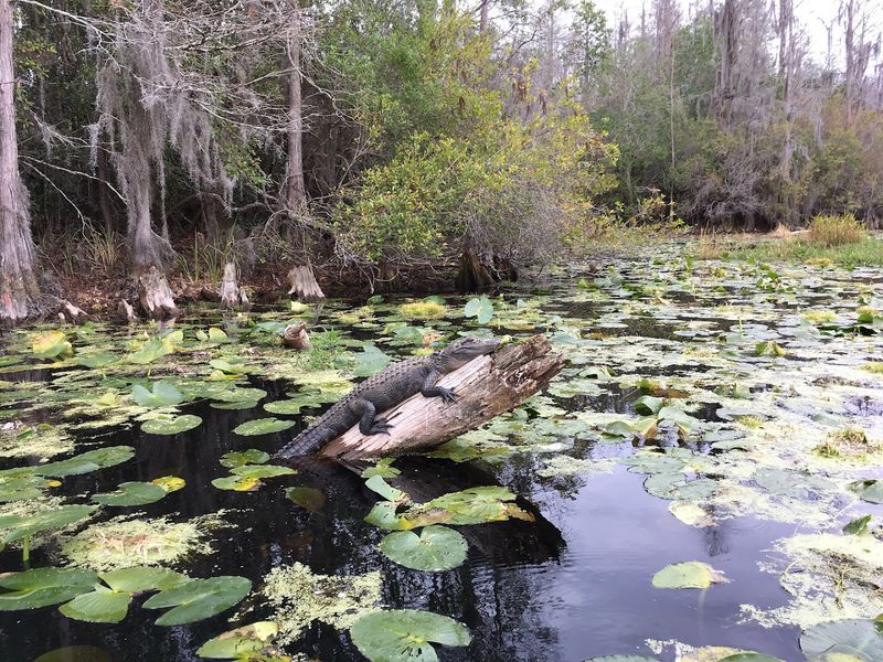 The Blackwater Swamp: What Makes This Place Unique