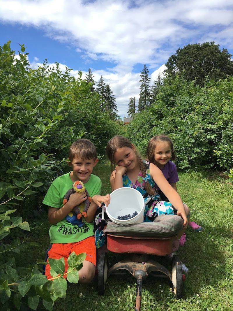 The Blue Nickol Blueberries U-Pick — McMinnville, Oregon The Blue Nickol Blueberries U-Pick — McMinnville, Oregon