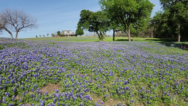 The Bluebonnets Themselves: Texas's Official State Flower The Bluebonnets Themselves: Texas's Official State Flower