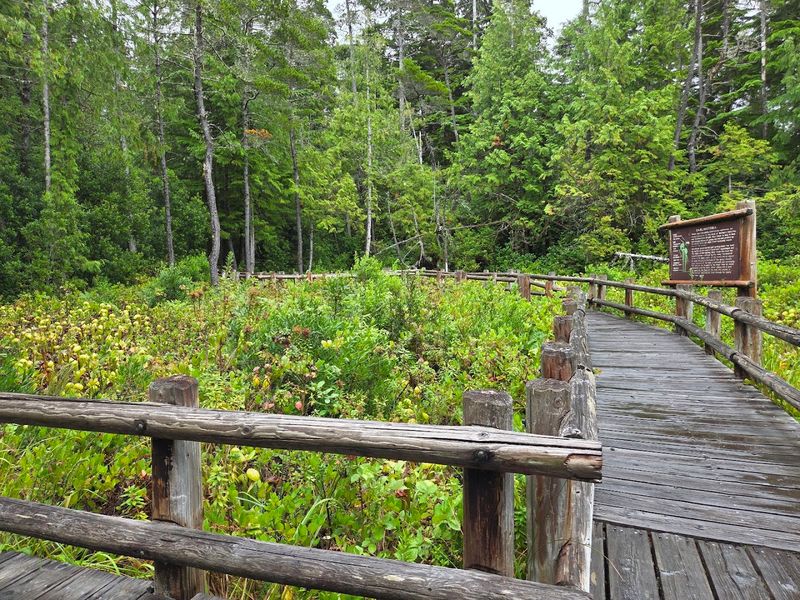 The Boardwalk That Keeps You Above the Muck