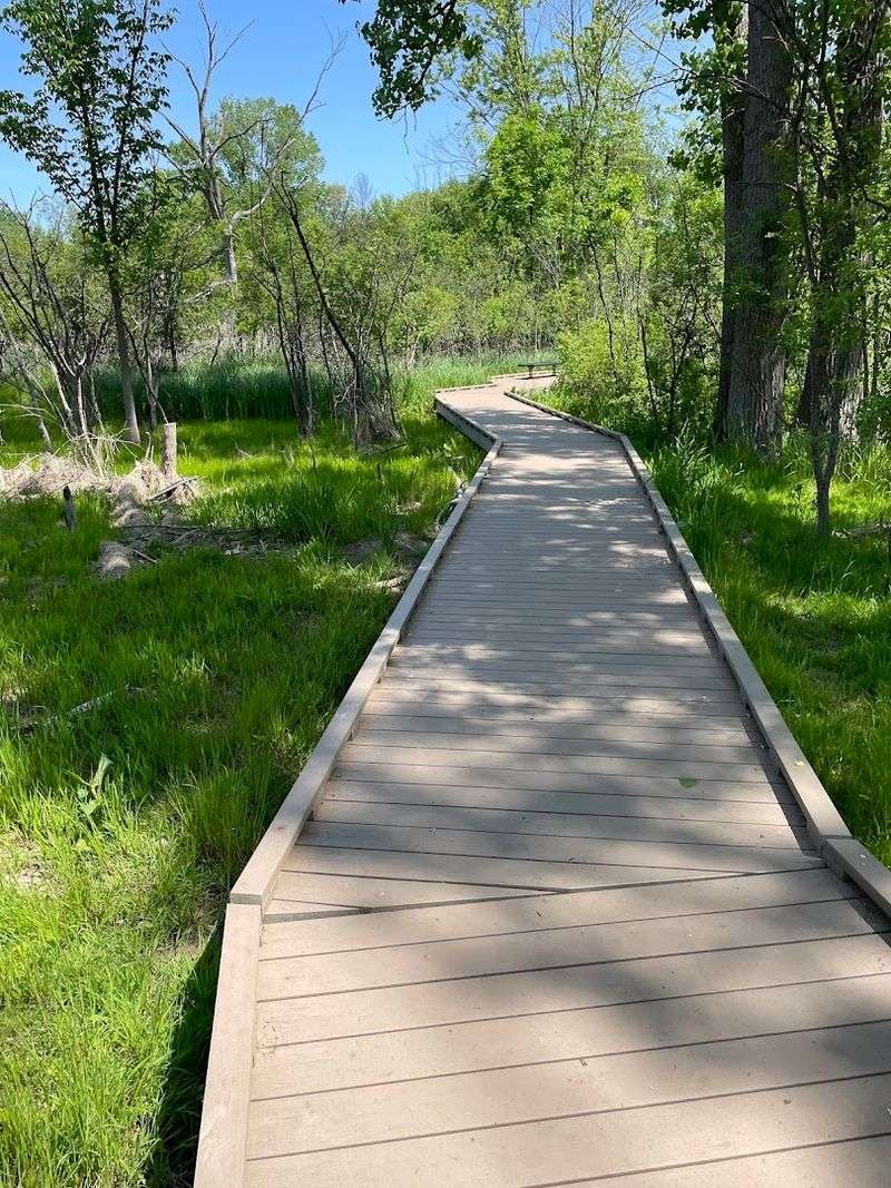 The Boardwalk That Puts You Right Above the Wetland