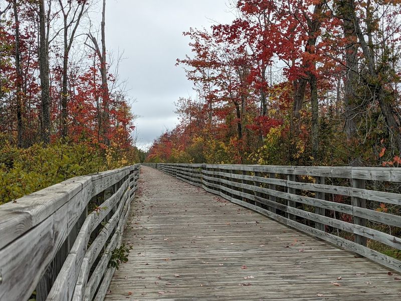 The Boardwalk Through the Wetland Nature Preserve