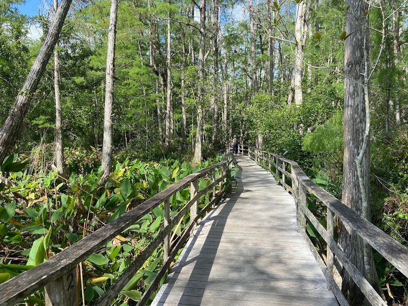 The Boardwalk Trail: Two Miles of Pure Discovery The Boardwalk Trail: Two Miles of Pure Discovery