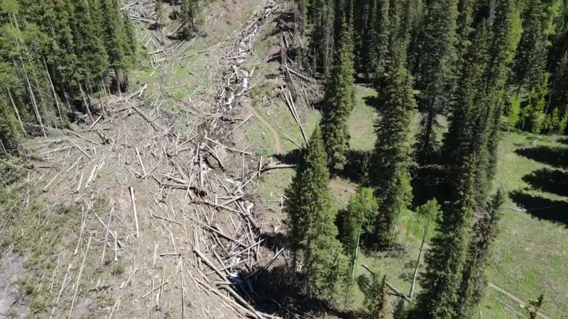 The Burned Forest Section and What It Teaches You
