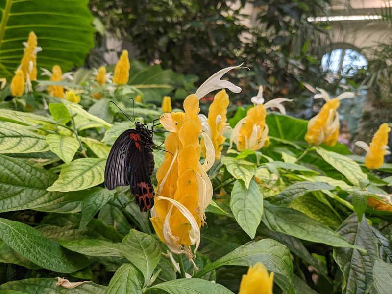 The Butterfly Atrium: One of Only 25 in the Entire Country The Butterfly Atrium: One of Only 25 in the Entire Country