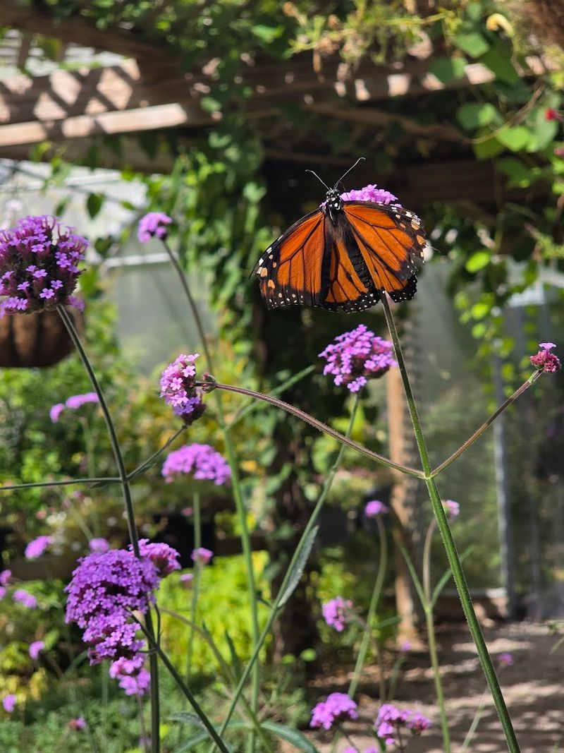 The Butterfly House and What Lives Inside It The Butterfly House and What Lives Inside It