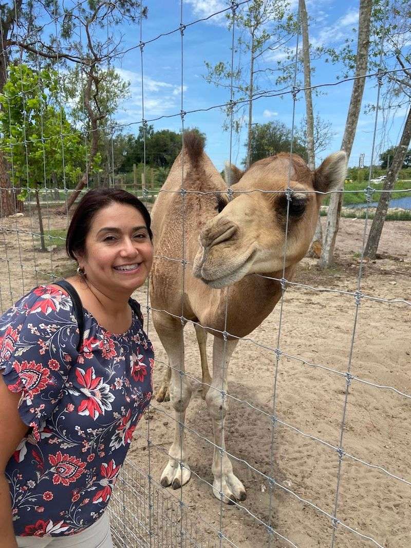 The Camel That Makes Every Visit Memorable The Camel That Makes Every Visit Memorable