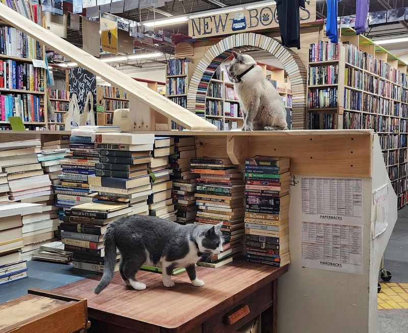 The Cats That Changed Everything The Cats That Changed Everything