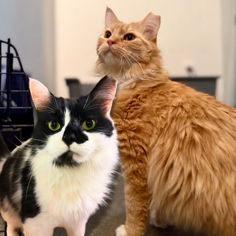 The Cats Themselves The Cats Themselves