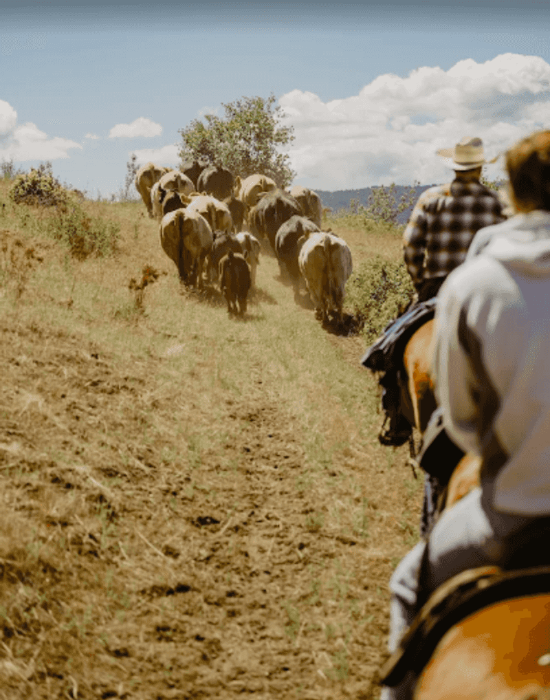 The Cattle Drive Experience