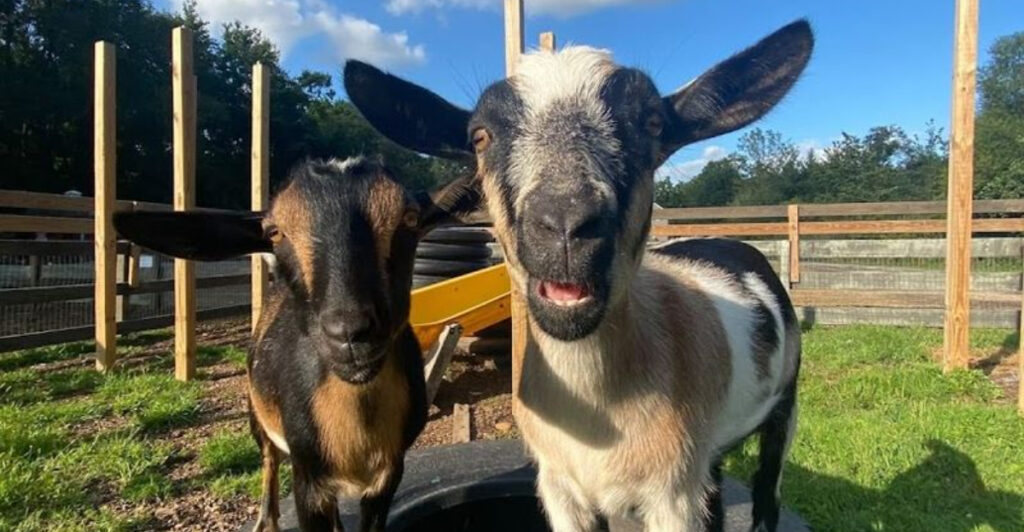 The Charming Chatham Farm Locals Visit for Fresh Food, Cute Animals, and Seasonal Surprises