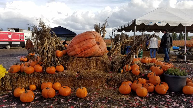 The Corn Maze That Earns Its Reputation The Corn Maze That Earns Its Reputation
