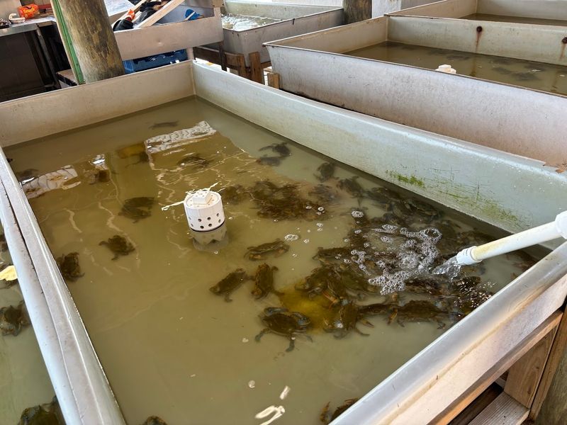 The Crab Tanks That Keep Kids Entertained Before the Meal