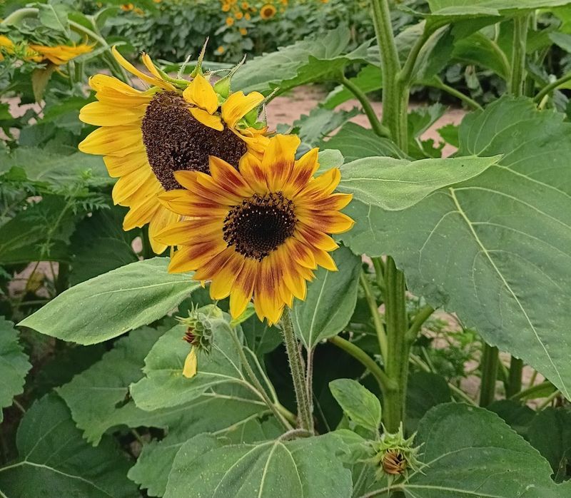 The Cut-Your-Own Sunflower Experience