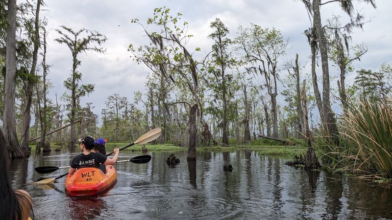 The Cypress Swamp Scenery That Stops You Cold