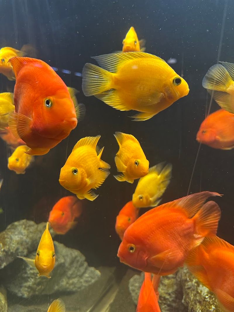 The Doctor Fish Spa That Is Equal Parts Relaxing and Hilarious