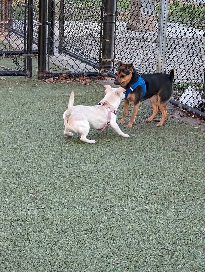 The Dog Park That Has Its Own Fan Club