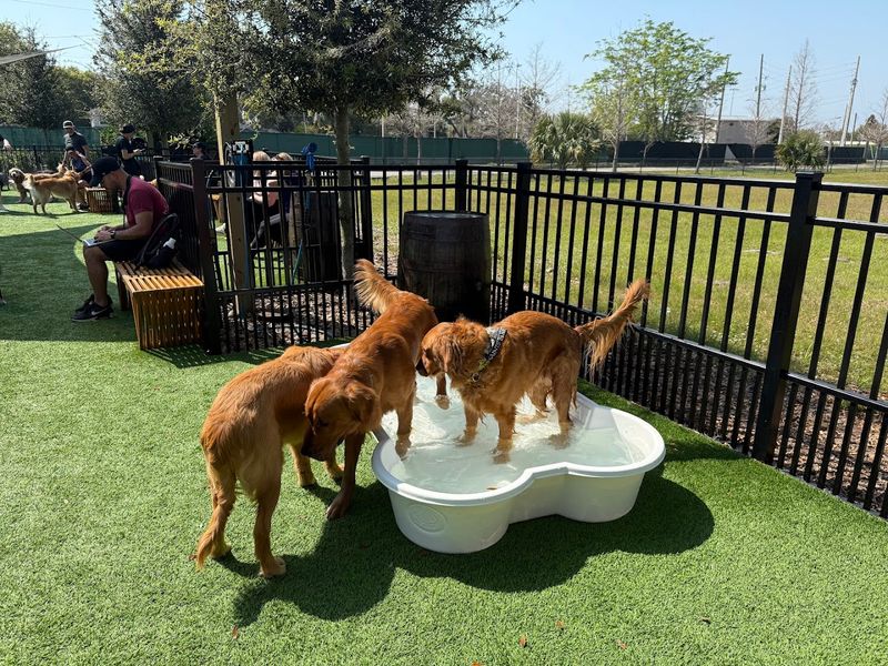 The Dog Play Area and What to Expect Inside