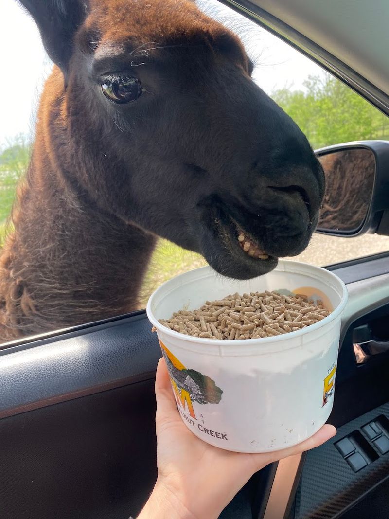 The Drive-Through Safari Experience: Your Car Becomes the Ticket