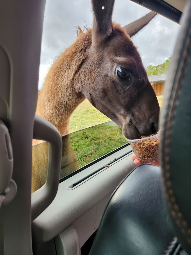 The Drive-Through Safari Experience