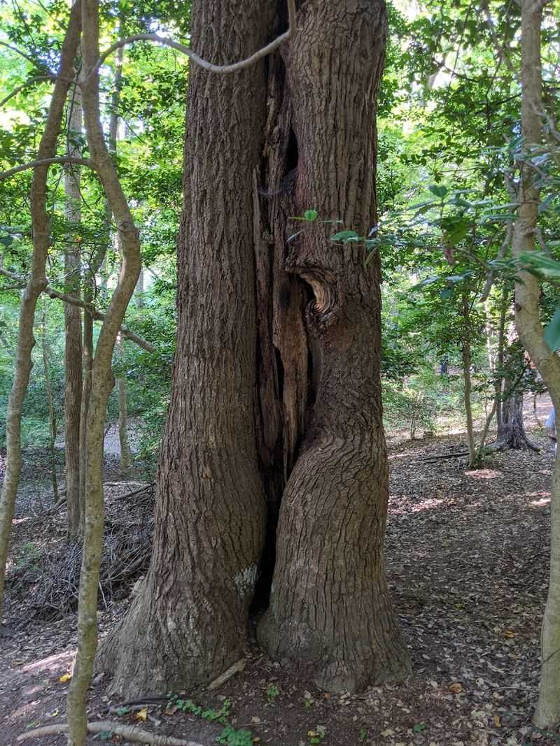 The Enchanted Forest of Warsaw, Virginia
