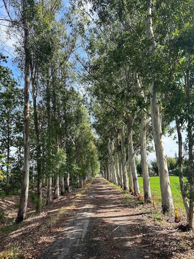 The Famous Eucalyptus Lane