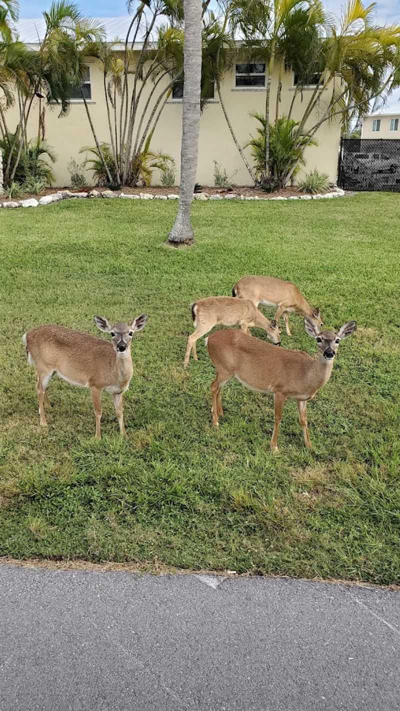 The Famous Key Deer You Will Actually See