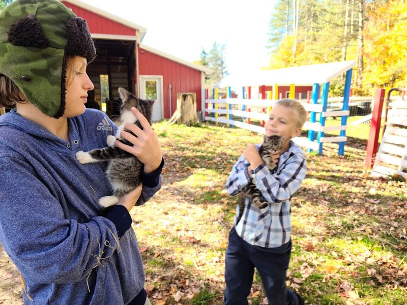 The Farm Cats: Barn Kittens, Quiet Mousers, and the Personalities Nobody Warned You About The Farm Cats: Barn Kittens, Quiet Mousers, and the Personalities Nobody Warned You About