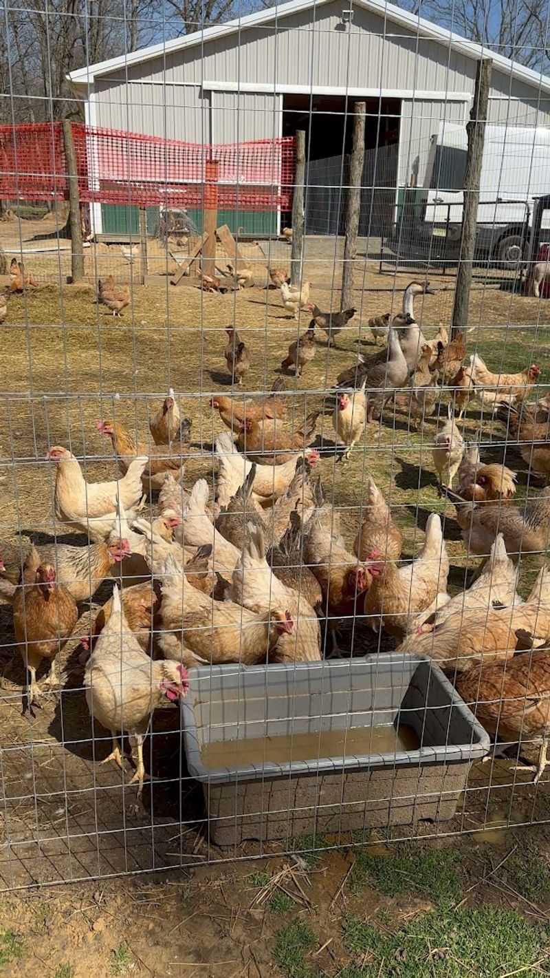 The Farm's Operating Hours and Best Days to Visit