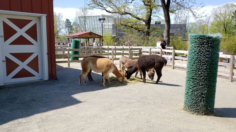 The Farmyard Area: Where Young Guests Become Animal Experts The Farmyard Area: Where Young Guests Become Animal Experts