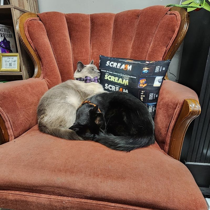 The Feline Staff Members Who Run the Place