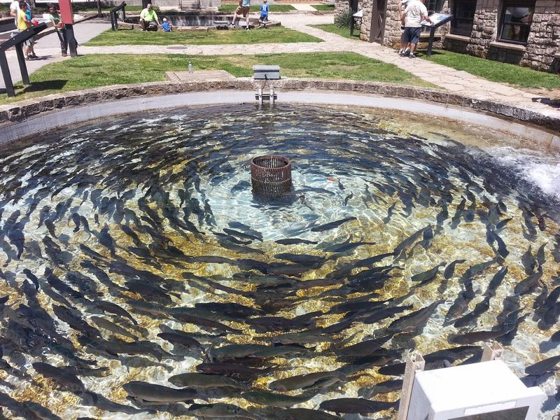 The Fish Hatchery Worth a Dedicated Visit The Fish Hatchery Worth a Dedicated Visit