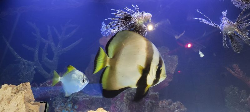The Fish Tanks Inside: A Conversation Starter The Fish Tanks Inside: A Conversation Starter
