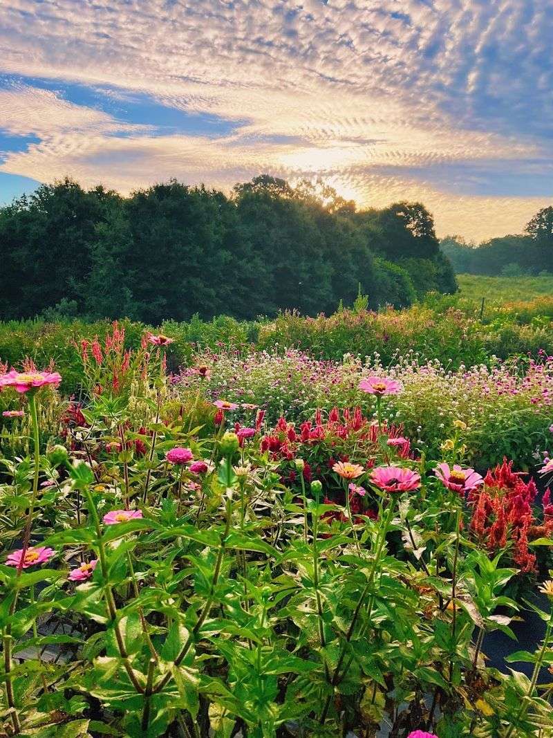The Flowers That Steal the Show The Flowers That Steal the Show