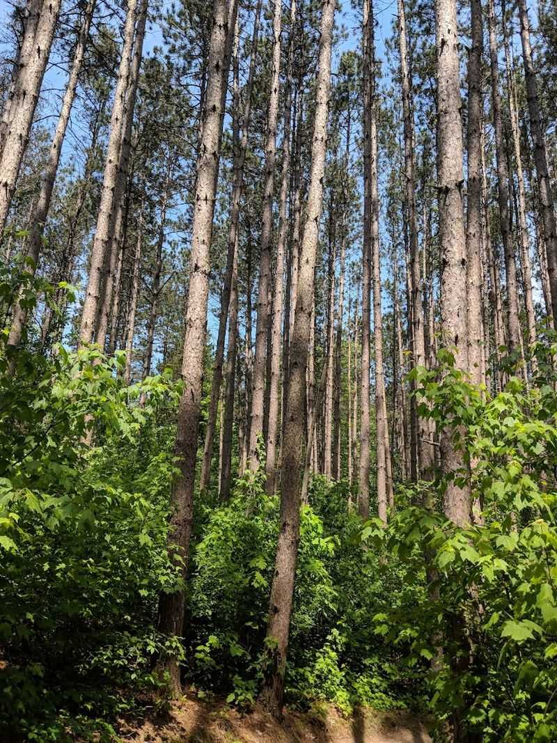 The Forest Setting That Makes Every Climb Worth It