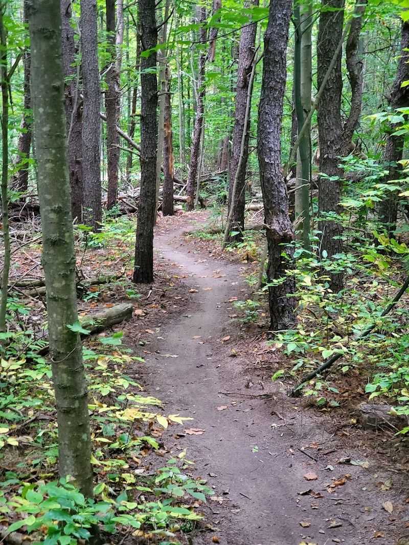 The Forest That Wraps Around You The Forest That Wraps Around You