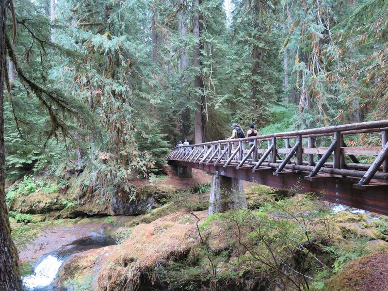 The Forest Trail That Makes the Journey Worth It