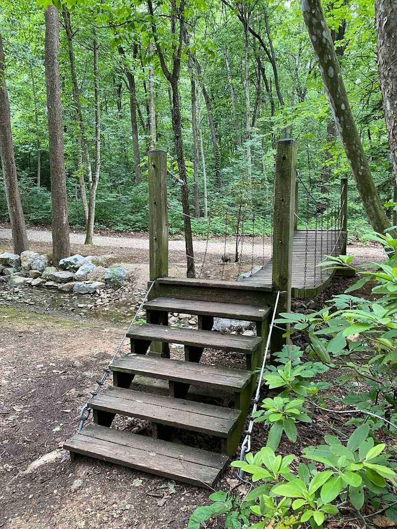 The Forest Walk Experience The Forest Walk Experience