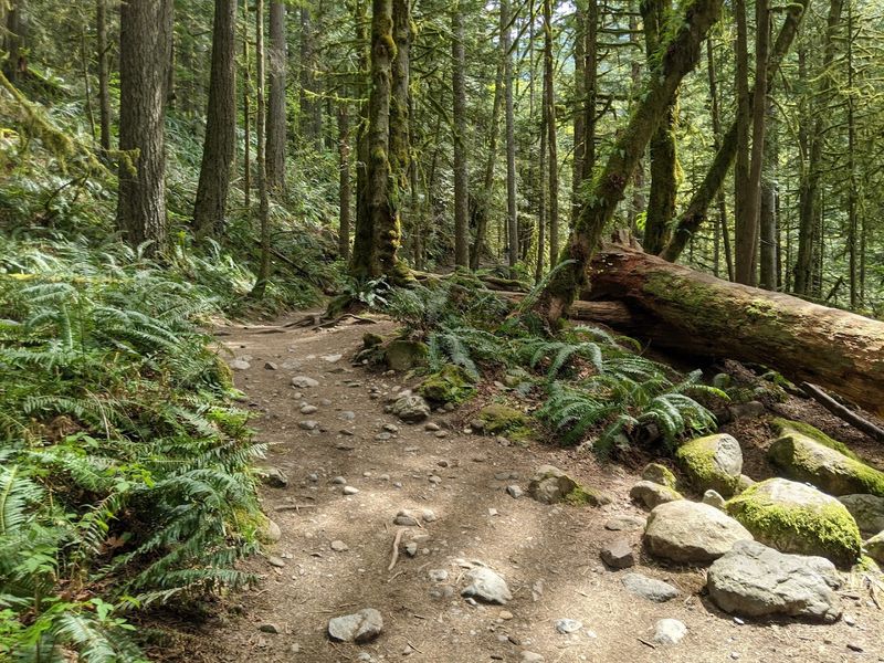 The Forest Walk: What the First Half Feels Like The Forest Walk: What the First Half Feels Like