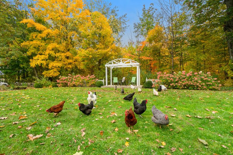 The Free-Range Chickens (and Cats) Who Steal the Show