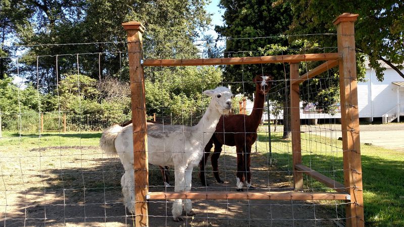 The Friendly Llamas and Alpacas Next Door