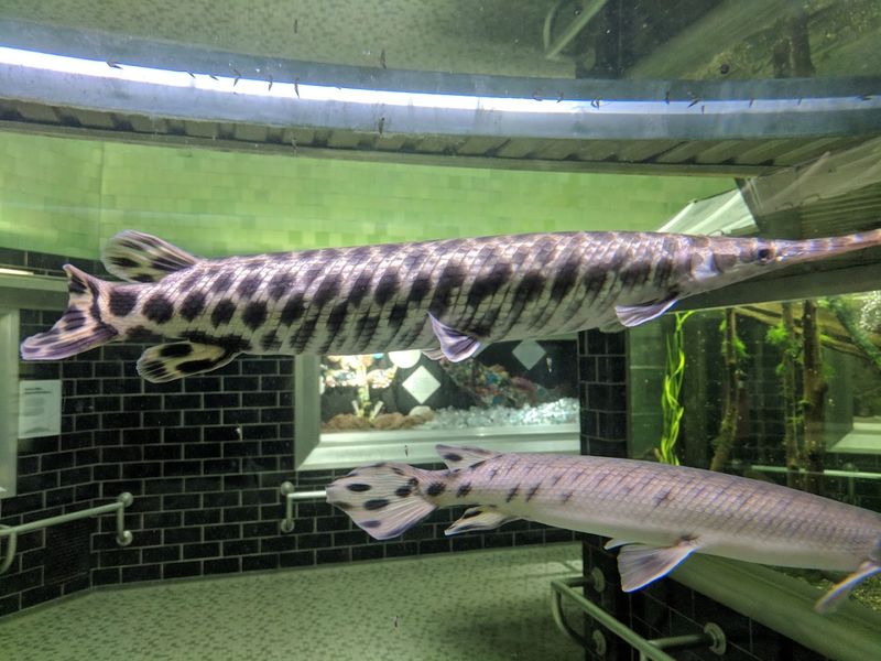 The Gar Are the Unofficial Headliners
