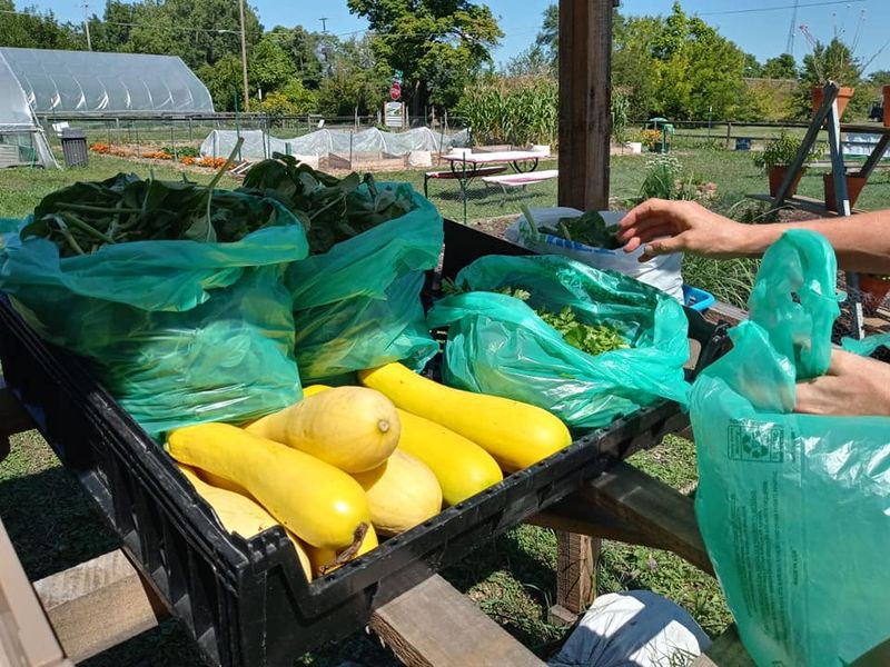 The Garden Starters Program: A Kit That Changes Everything