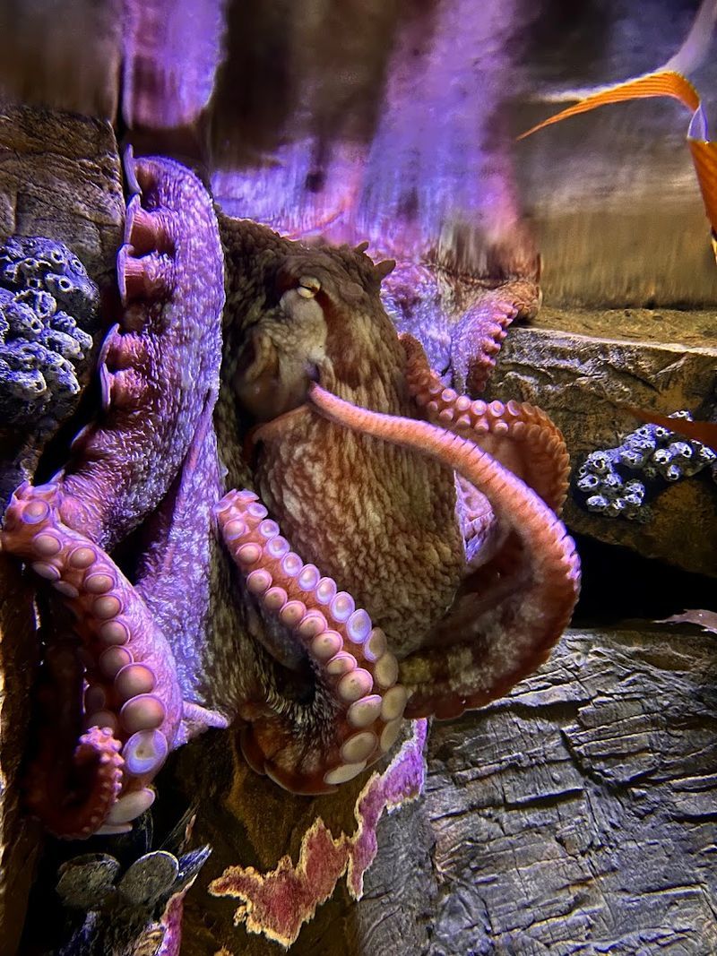 The Giant Pacific Octopus: The Star of the Lower Floor