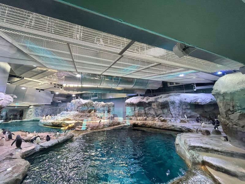 The Glass Floor That Puts Penguins Right Under Your Feet