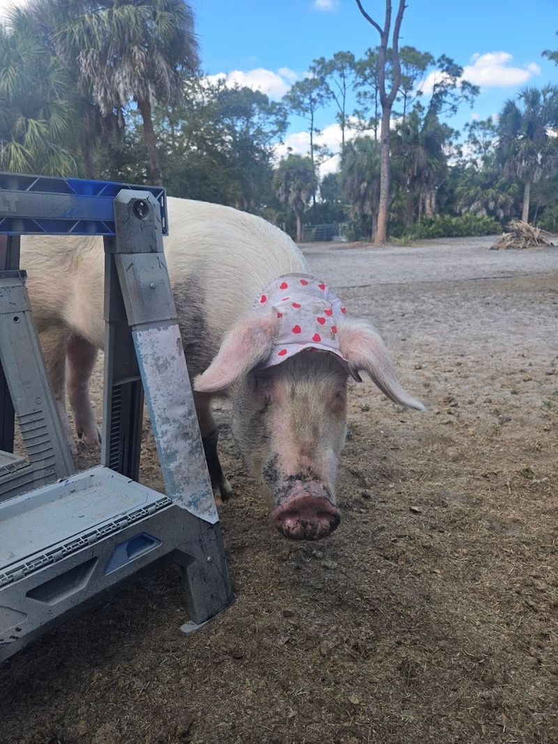 The Goats, Pigs, Chickens, and Other Residents