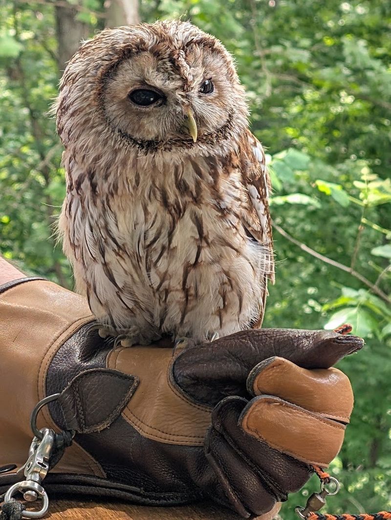 The Handle a Raptor Experience Worth Every Penny The Handle a Raptor Experience Worth Every Penny