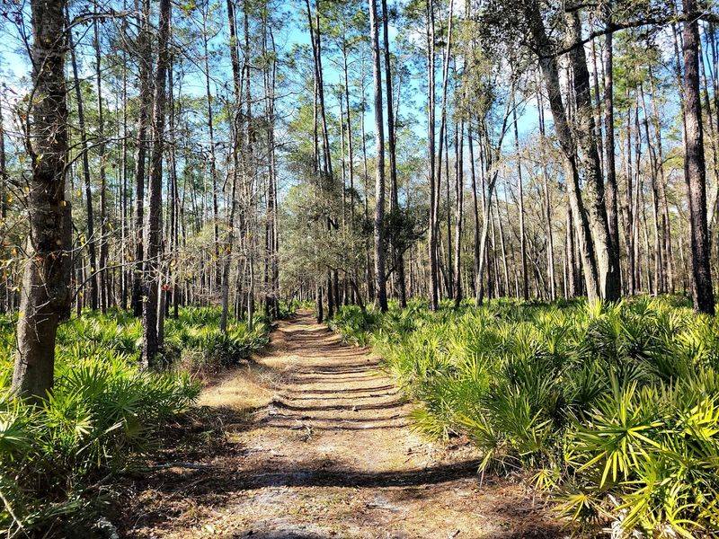 The Hardwood Canopy and Forest Scenery Along the Way The Hardwood Canopy and Forest Scenery Along the Way